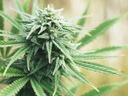 Marijuana plant