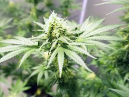 Marijuana plants