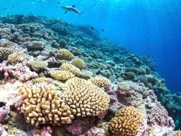 Fore reef of Bokak Atoll