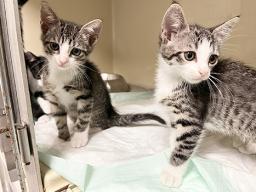 two kittens