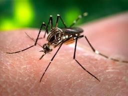 Aedes mosquito