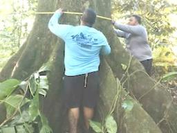 measuring the circumference of a tree 