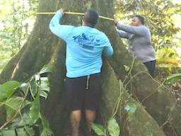 Community members earlier this year measured the circumference of a tree