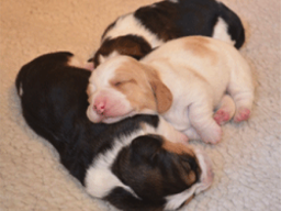 NEWBORN PUPPIES