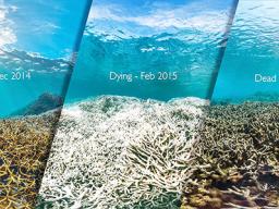 CORAL STAGES