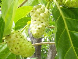 Noni fruit