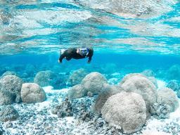 Bert fuiava snorkels in the shall Ofu pools.