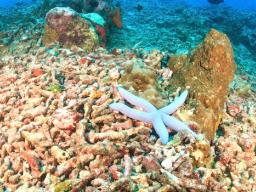 preventing ocean acidity