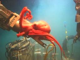 deepwater octopus