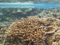 Coral reef at Ofu.