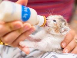 kitten eating from a bottle