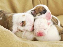 THREE SMALL PUPPIES