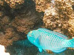 Parrotfish
