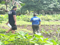 Disposing of the affected produce