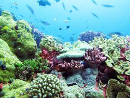 Phoenix Island Protected Area