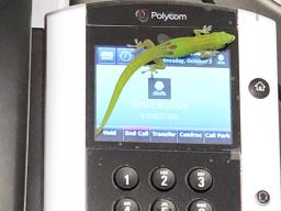 gecko on a phone at the center in Kailua Kona, Hawaii 