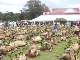 pigs at Tonga King coronation