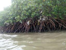 Mangroves in the Nuuuli pala
