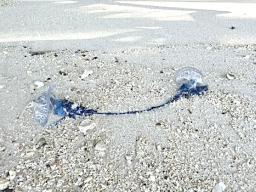 Portuguese Man-Of-War jellyfish