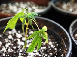 A small marijuana plant in a garden pot.
