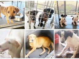 Puppies and dogs up for adoption at the Veterinary Clinic in Tafuna