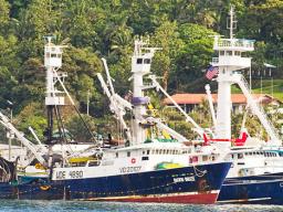 Purse Seiner vessels in Pago harbor