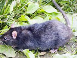Photo of rat