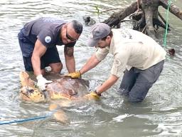 A female turtle being rescued from a rope