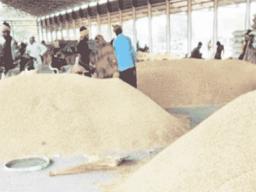 rice in India