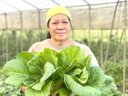 Samoa Farmers Association treasurer Leaupepe Lasa Aiono
