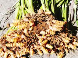 fresh turmeric