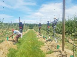 SAMOAN SEASONAL WORKERS