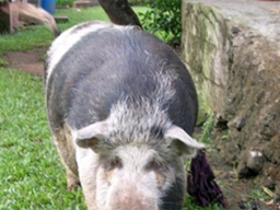 Typical family pigs foraging around the home