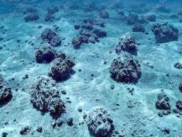 sea nodules