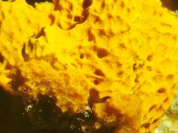 sea sponge