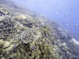 Sea turtle on Moore Reef near Australia