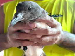 Ta'i'o (Tahiti Petrel) 