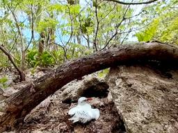 A bird on Rose Atoll