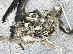 In this Oct. 22, 2019, photo, plastic sits in the decomposed carcass of a seabird on Midway Atoll 