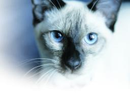 Siamese cat