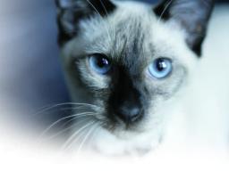 Siamese cat