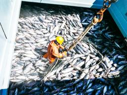 SKIPJACK TUNA BEING LOADED