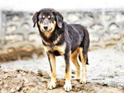 A stray dog looking into the eye of the camera