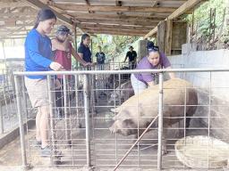 June Talamoni checks on a sow
