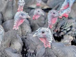 Flock of turkeys
