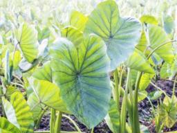 taro growning