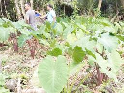 TARO PLANTATION