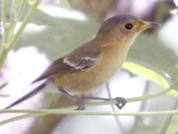 Tinian monarch bird 