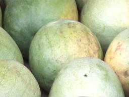 Tonga watermelon
