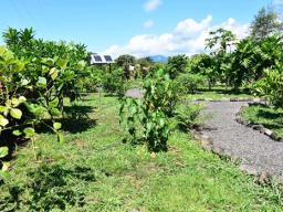 The Samoan medicinal plant garden